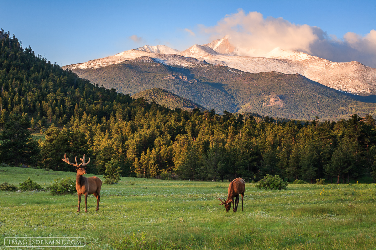 This spring morning everything was vibrant green after weeks of rain. The grass was growing quickly just like the antlers of...