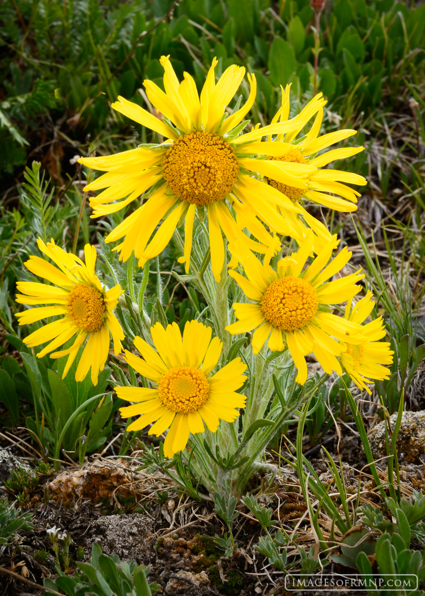 Old Man of the Mountain, also known as Rybergia, celebrates the wonder of summer in the tundra.