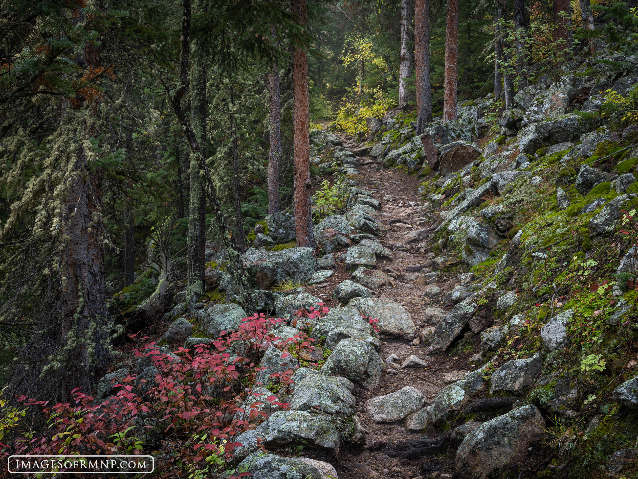 Autumn colors and a very gentle fog surround the trail to Finch Lake in Wild Basin, Rocky Mountain National Park on a rainy autumn...