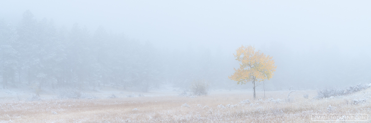 A lone aspen tree quietly watches winter's arrival knowing that it is powerless before its icy grip. Yet it stands with a deep...