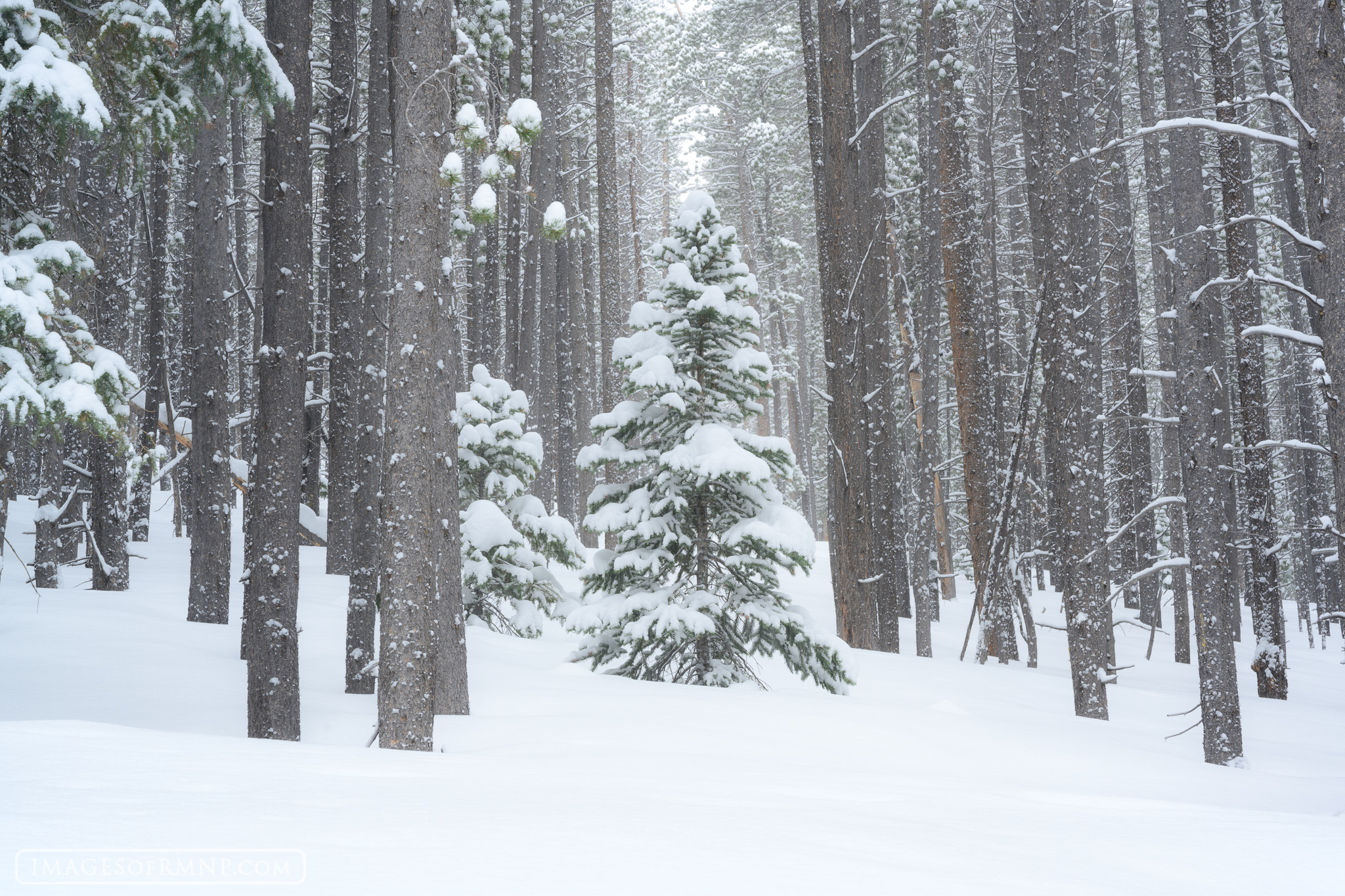 On a snowy February afternoon I headed out into the woods on my skis to enjoy some time of beauty, silence and solitude. The...