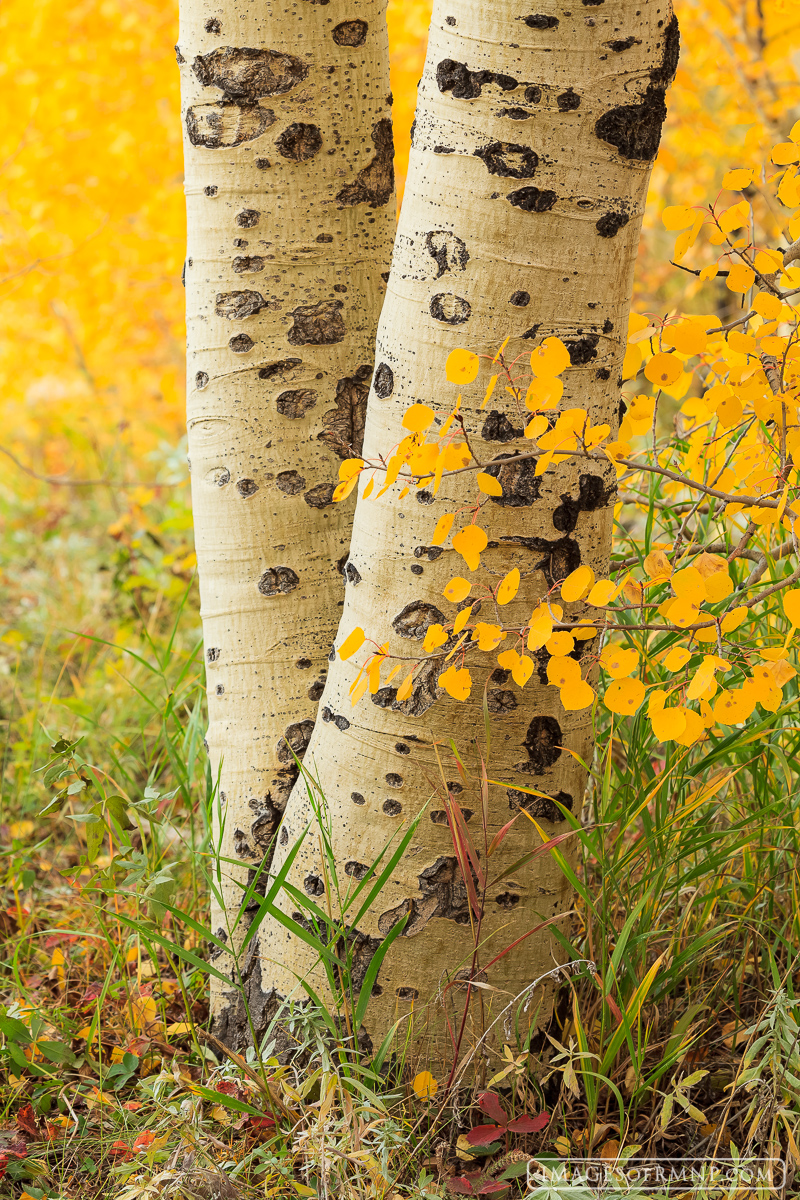Spotted Aspen One of the things I like to look for in nature is repeating patterns. They can be found all around us, and for some reason they...