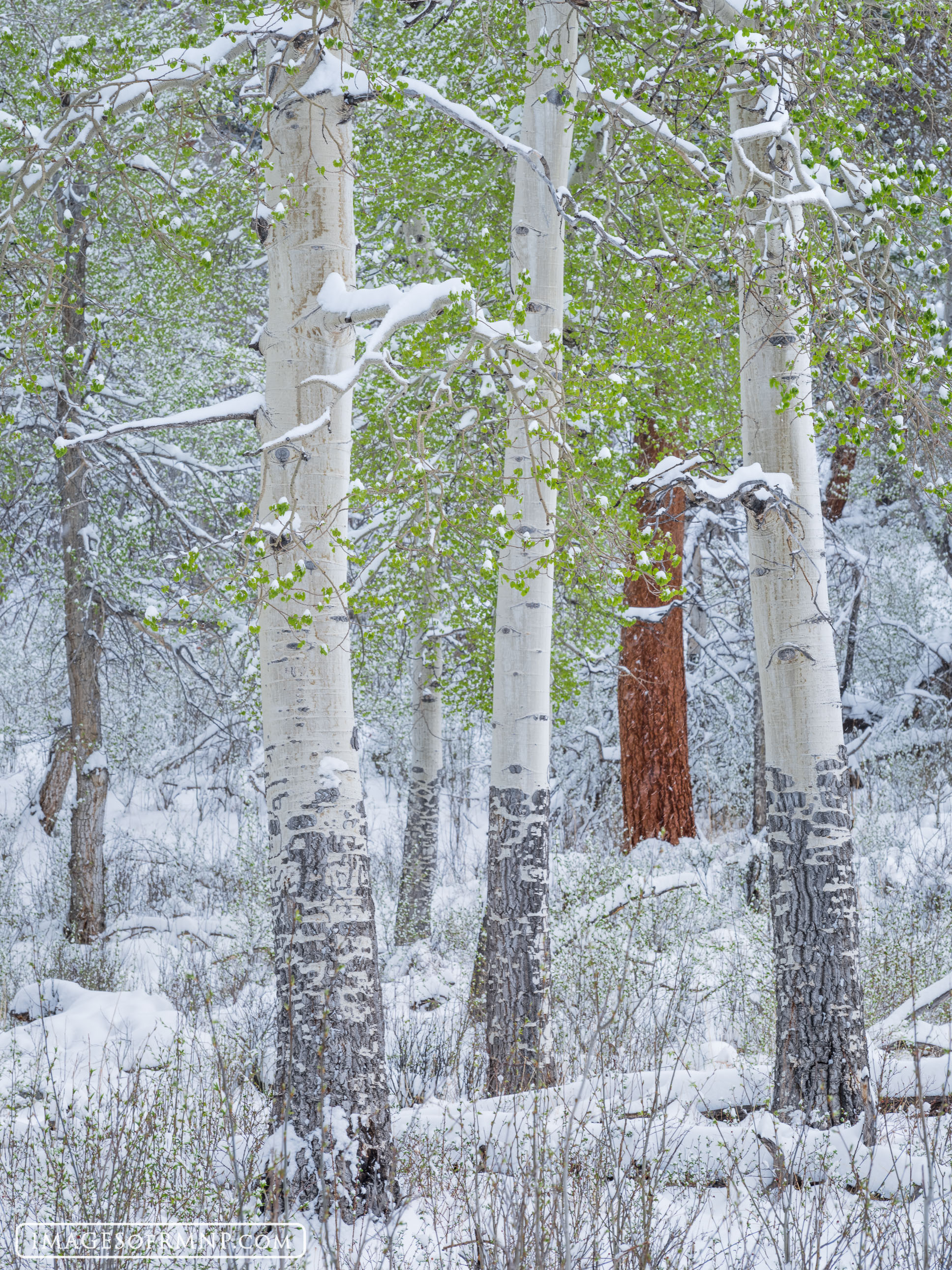 Aspen trees are so elegant and delightful to behold, especially in the spring and autumn, but on this morning it is the ponderosa...