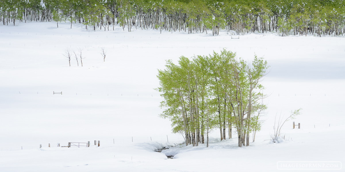 A late May snowstorm covers the world in a fresh coat of white while the aspen hold fast to their belief that warmer weather...