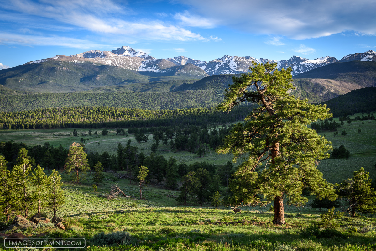 Beauty reaches its climax in Beaver Meadows, Rocky Mountain National Park in early June.