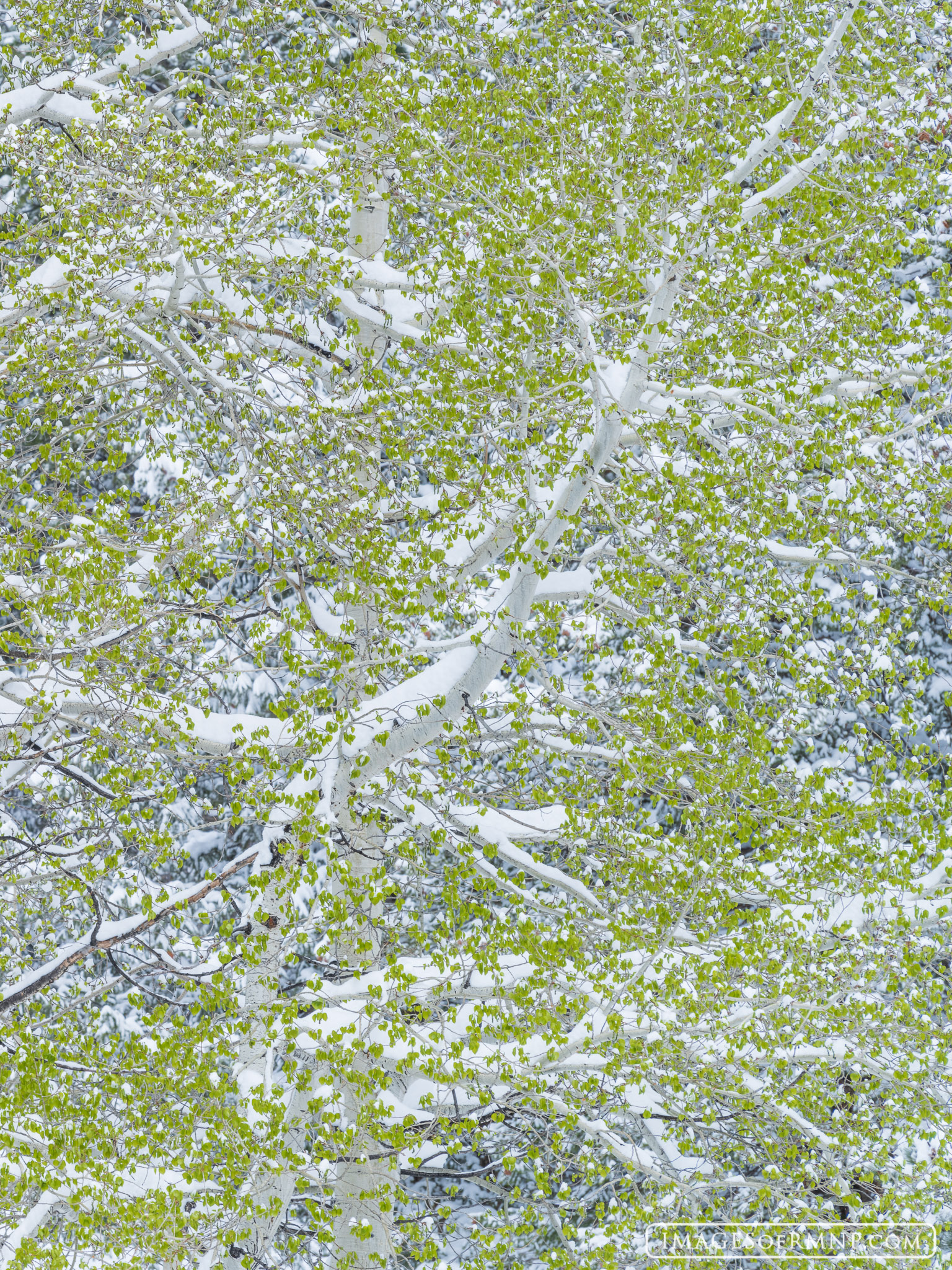An aspen tree has just unfurled its delicate bright green leaves and is greeted by a snowstorm. While it wasn't what was expected...
