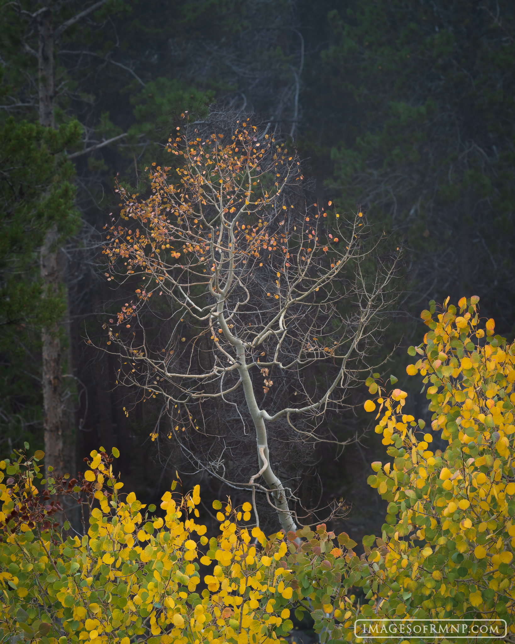 This aspen tree with just a few orange leaves almost seemed to be saying, "Look at me!" as it stretched over the top of the surrounding...