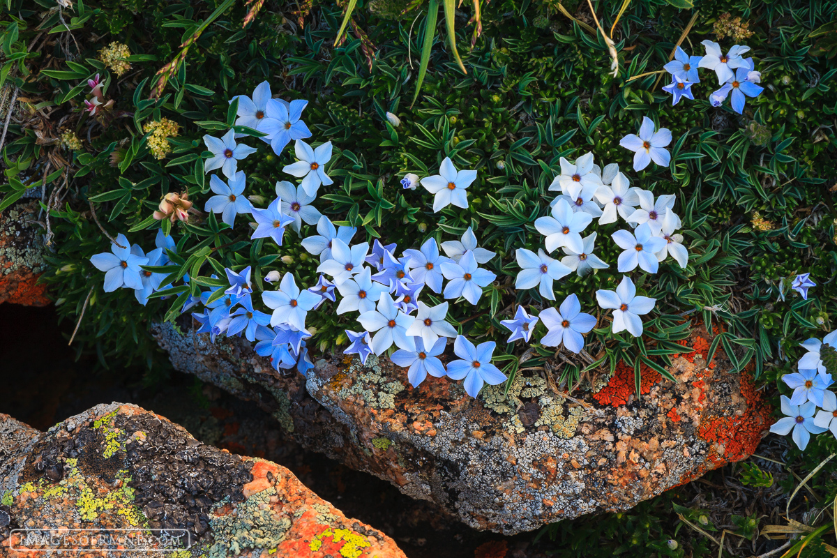 A small section of delicate flowers which are blanketing the tundra.