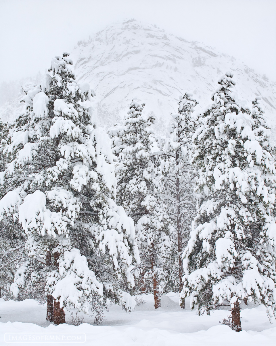 It was snowing hard and the Fall River entrance to Rocky Mountain National Park was closed due to the heavy snowfall of the day...