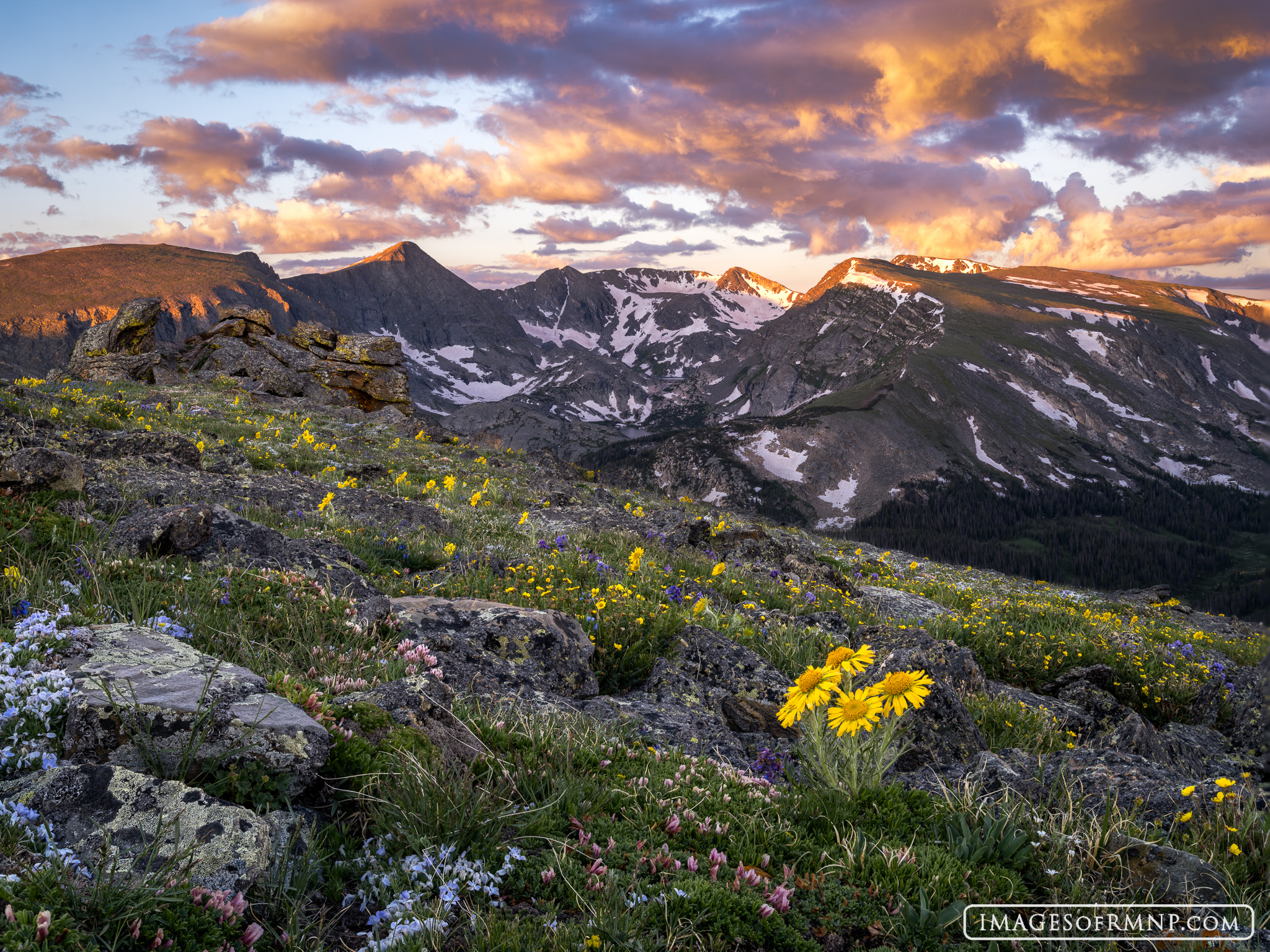 Summer in the Rocky Mountains is often gorgeous, but some years it is simply magical. On this morning the tundra flowers were...