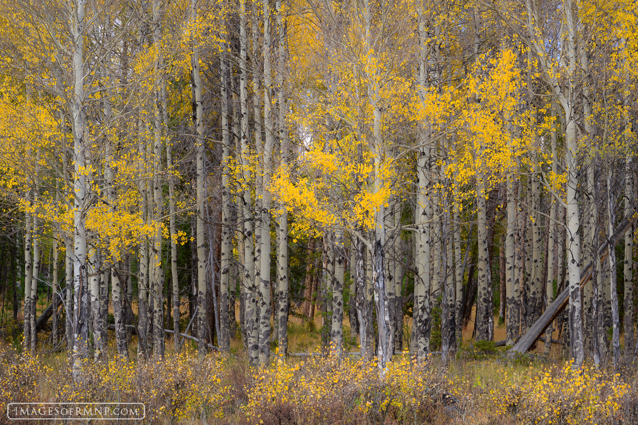 Each autumn I’m drawn to this same grove of aspen, marveling at how different it can be from year to year. This autumn the...