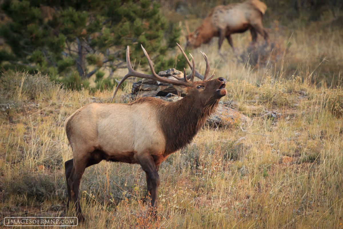 Each autumn the male elk in Rocky Mountain National Park show their wild side. During this time of mating the bull elk will show...