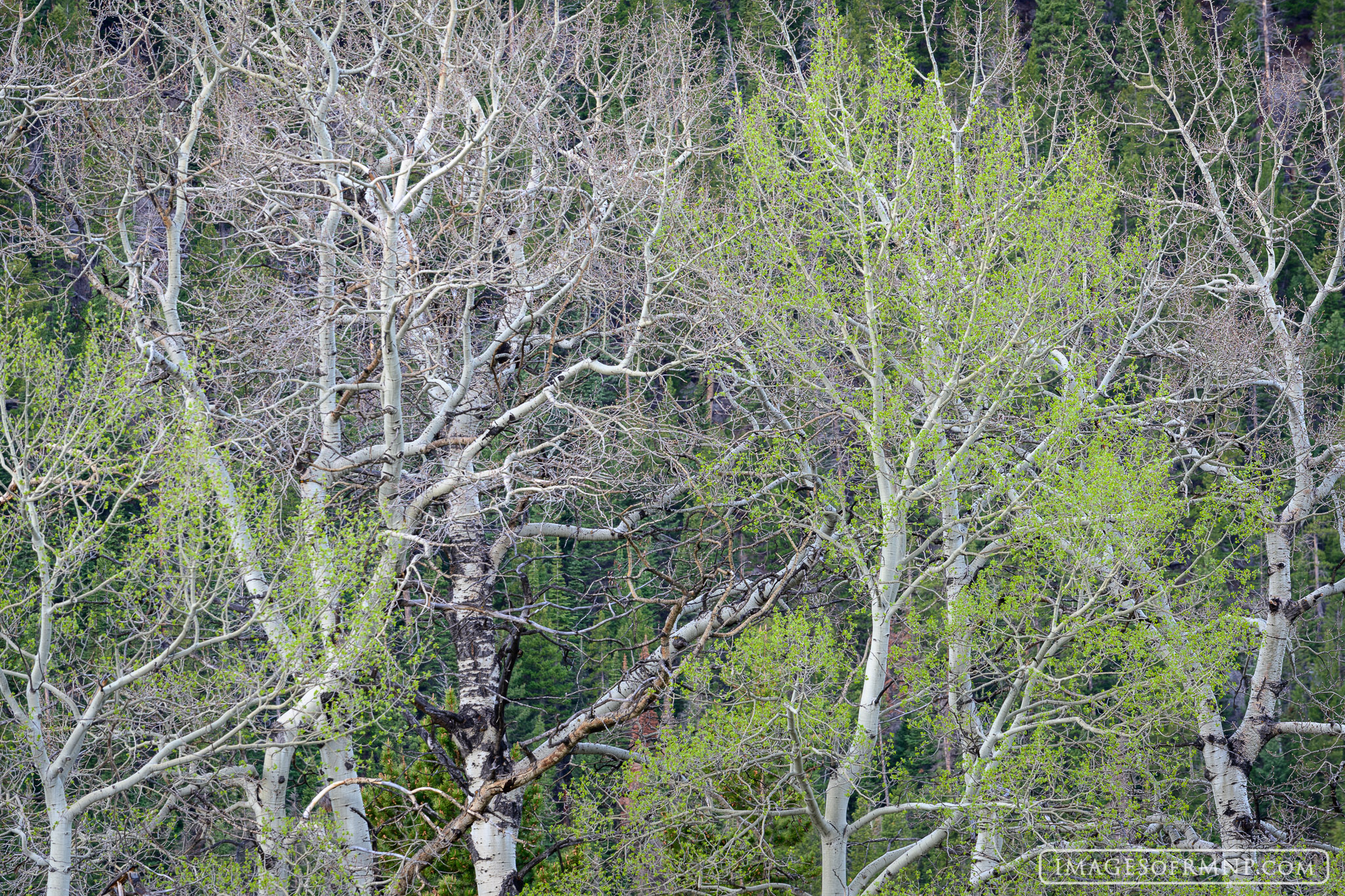 As the winter snow finally recedes in late May, the first few aspen trees cautiously put out their bright green leaves. The freedom...