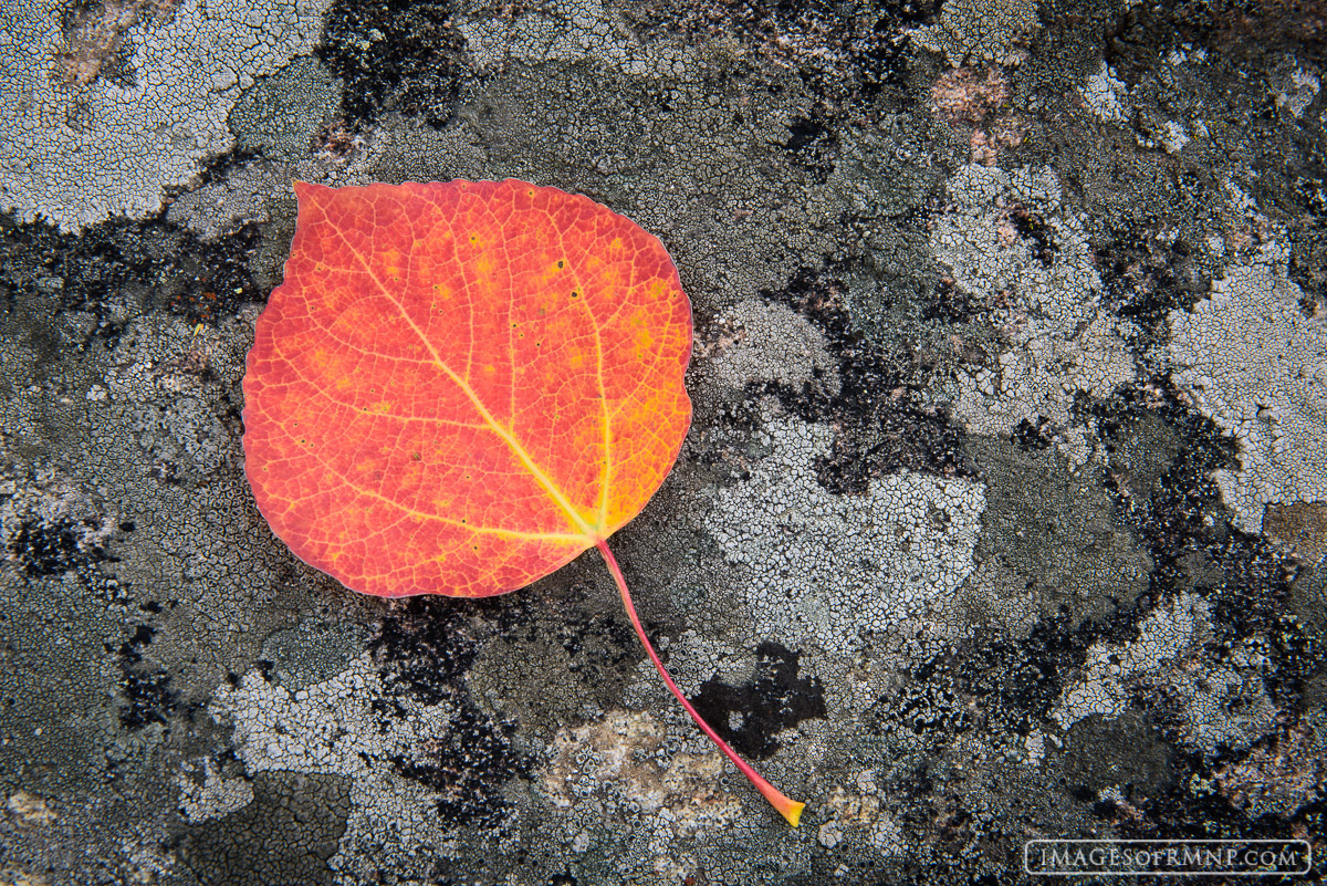 A single aspen leaf lies on a lichen covered boulder following a spectacular autumn in Rocky Mountain National Park.