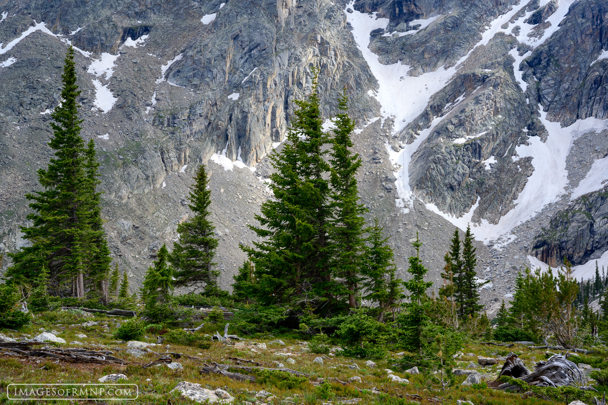 Deep in Rocky Mountain National Park at the very edge of where trees can grow, they stand at attention as if awaiting royalty...