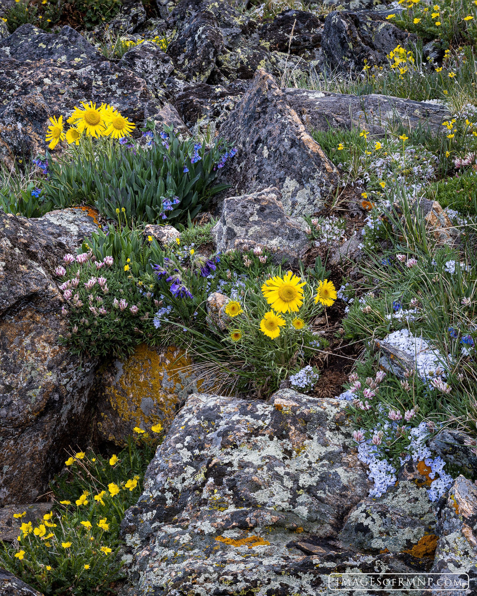 High in the alpine tundra of Rocky Mountain National Park you'll find small rock gardens hidden away and overflowing with color...