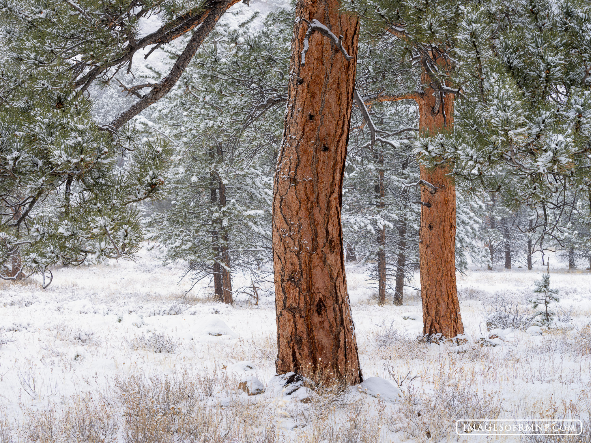 I've always loved the ponderosa trees that are found in Tuxedo Park  in Rocky Mountain National Park. Their orange trunks seem...