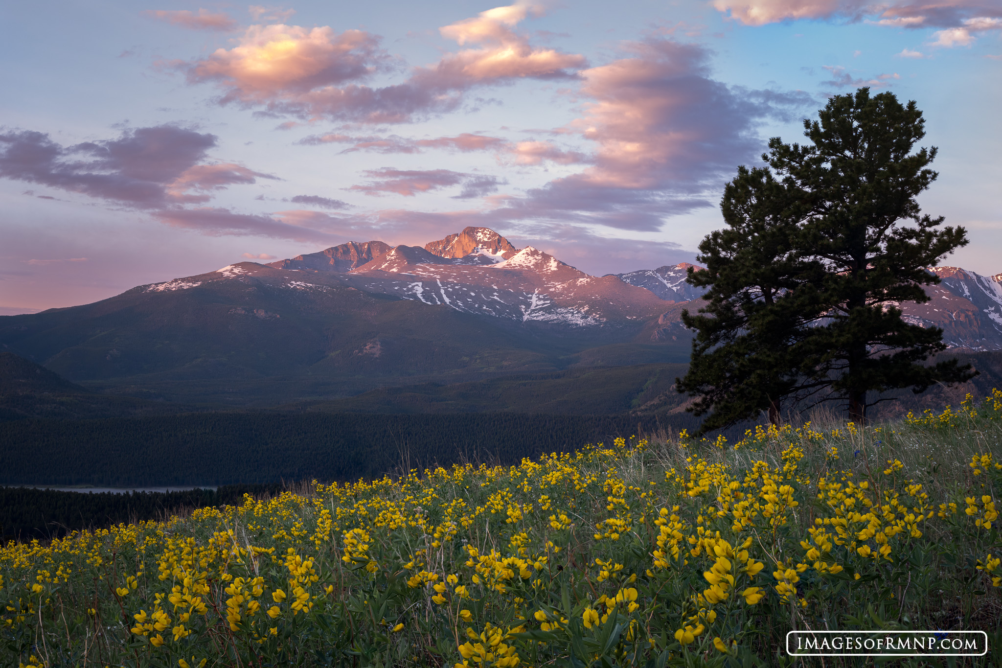 The golden banner bloom on the hillsides as the world awakens to the start of summer in Rocky Mountain National Park. This is...