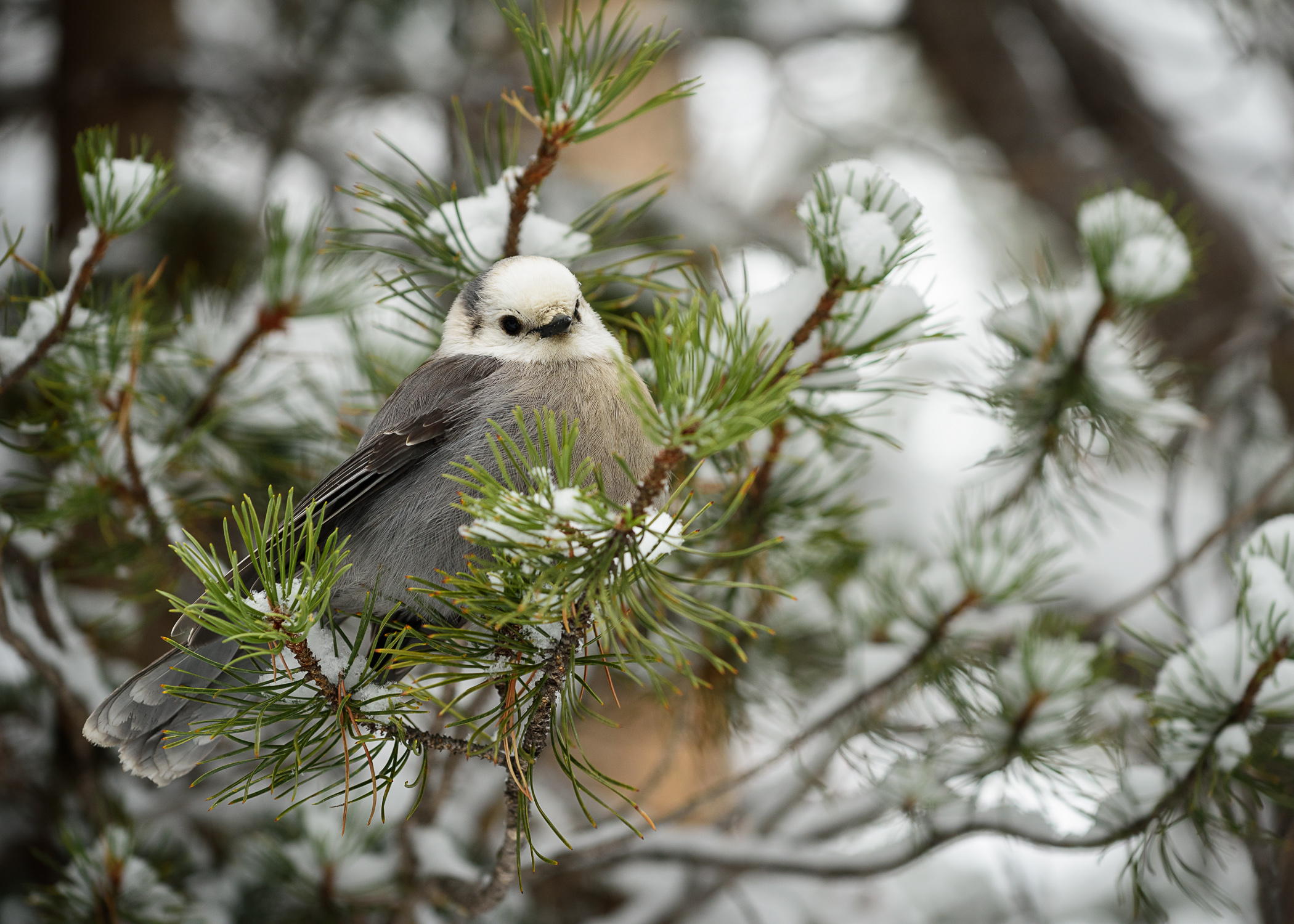 A gray jay perches on a snowy branch