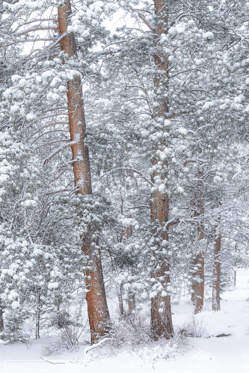 I think we all carry memories of magical winters that we've experienced. There is a dreamy quality to this time of year that...