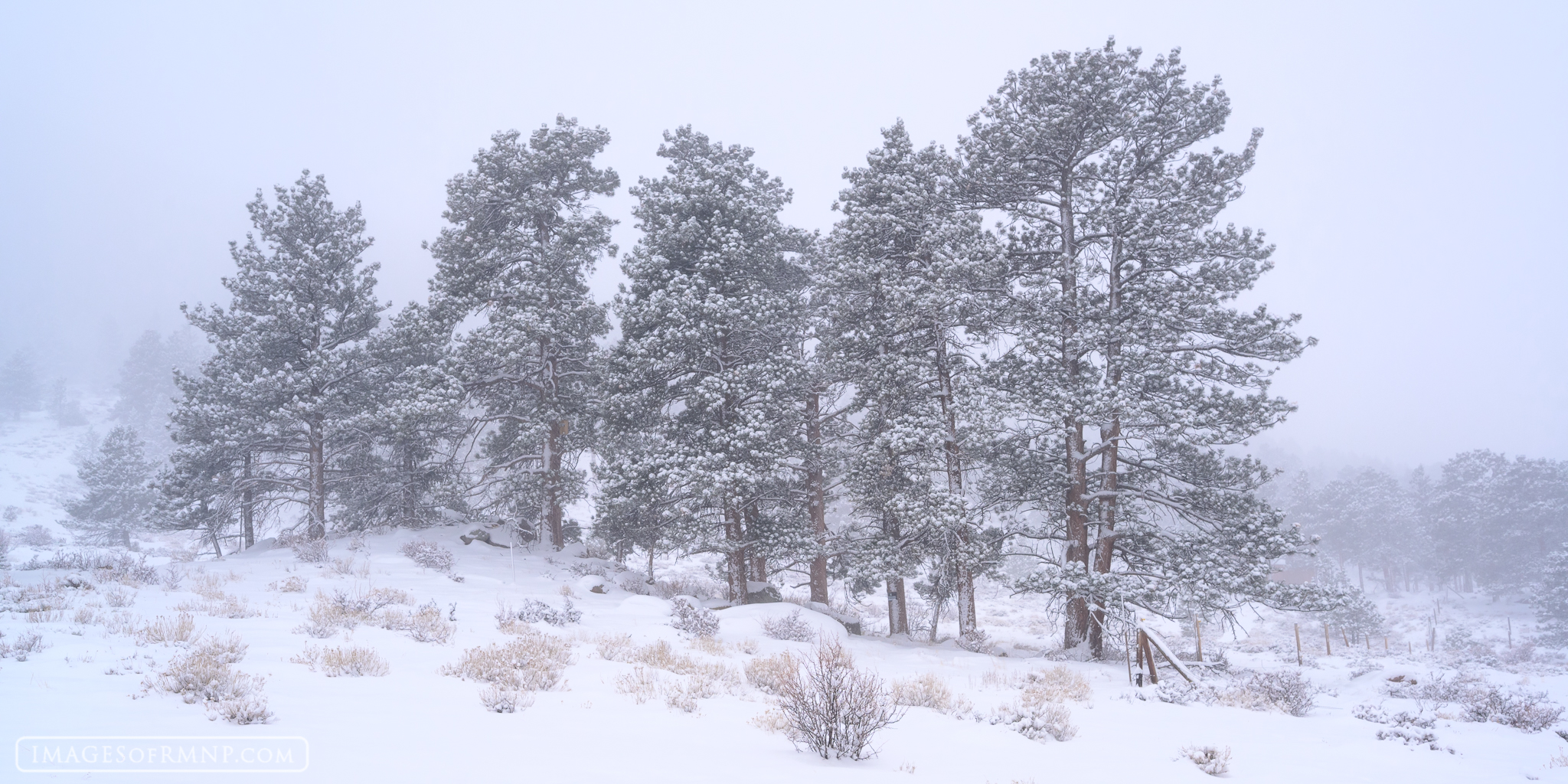 An evening snowstorm moved in quickly and turned the ponderosa forest into a beautiful painting.