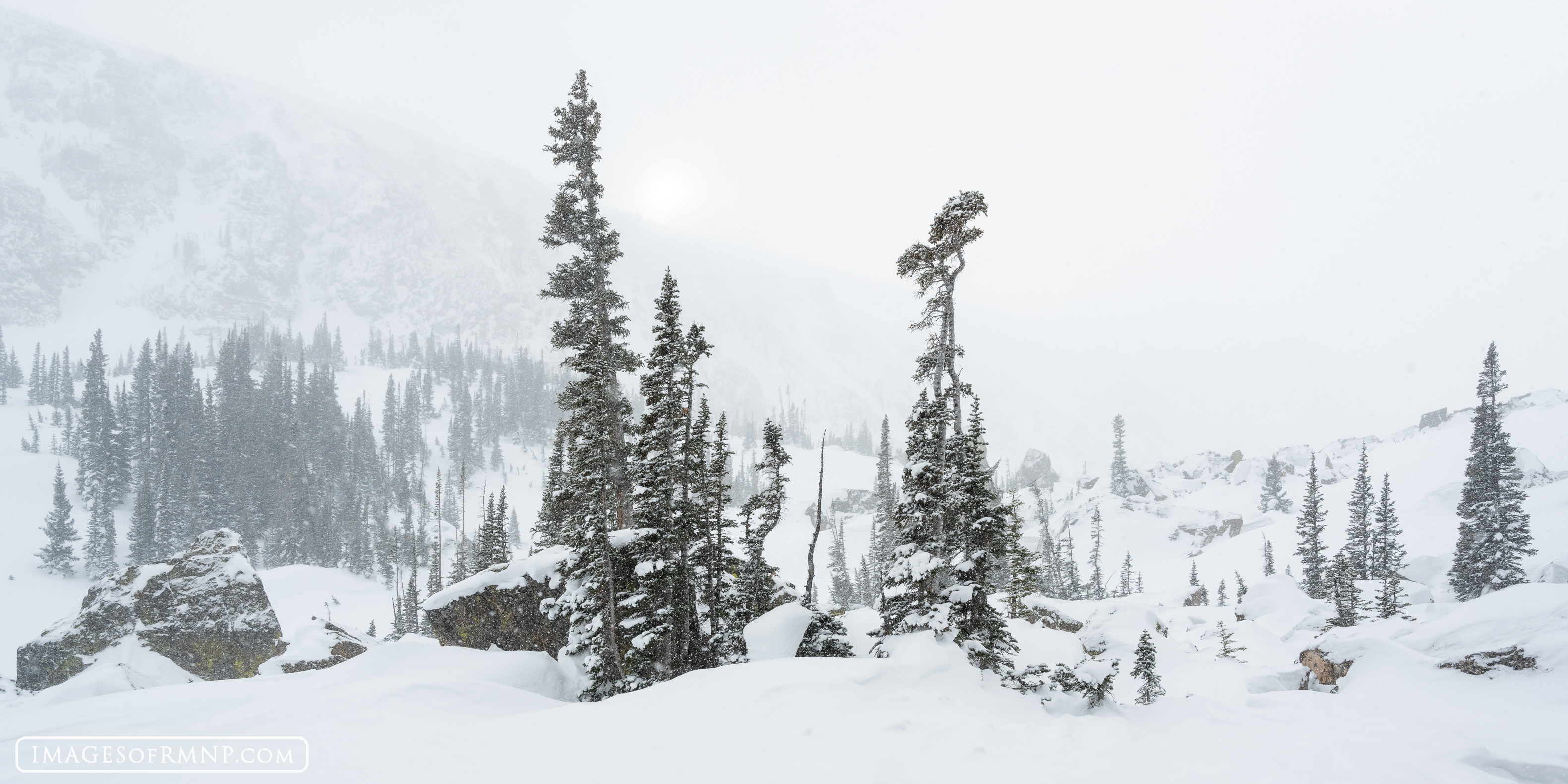 I was skiing near tree line during a snowstorm and found myself in love with this beautiful winter scene. The trees in this zone...