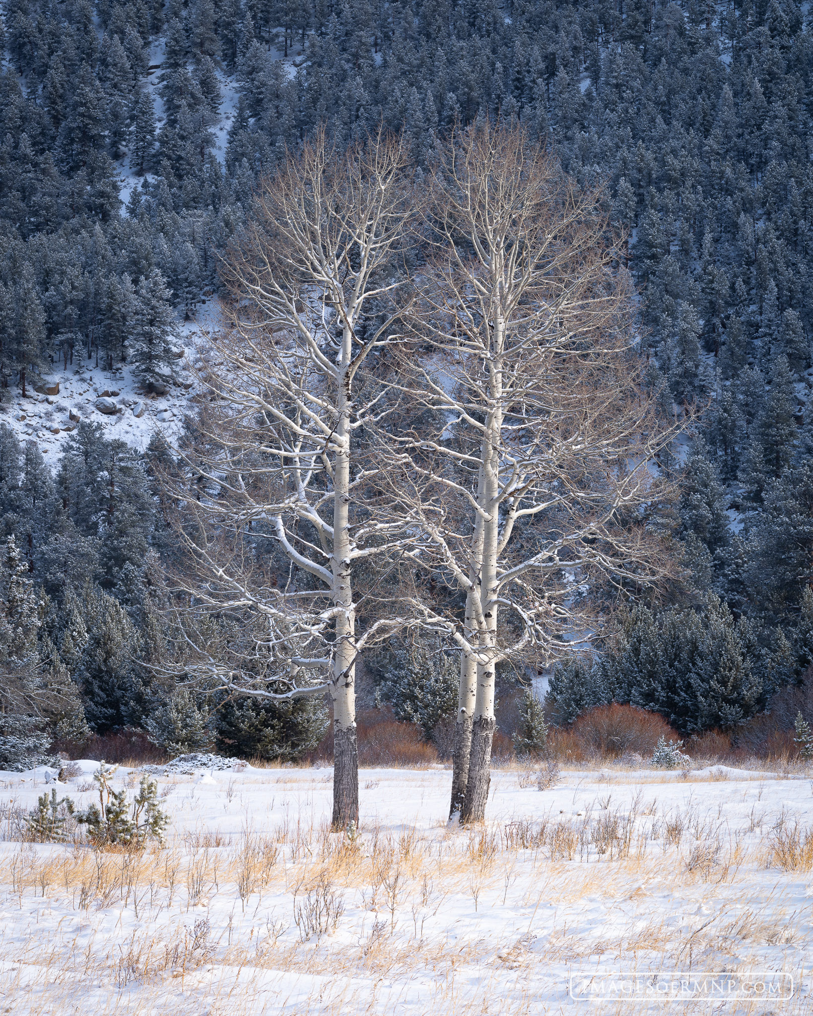On a cold winter's day a small group of aspen trees add a bit of elegance to a snowy meadow in the Endovalley area of Rocky Mountain...