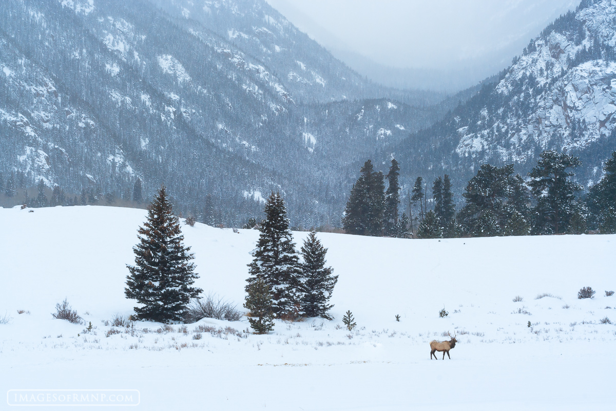 An bull elk enjoys a stroll on a snowy December morning in Horseshoe Park.