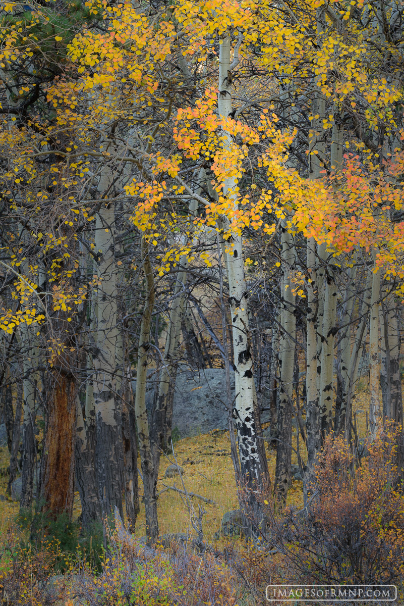 This image draws out so many different emotions from within me. I find myself delighted by this lone aspen tree as it displays...