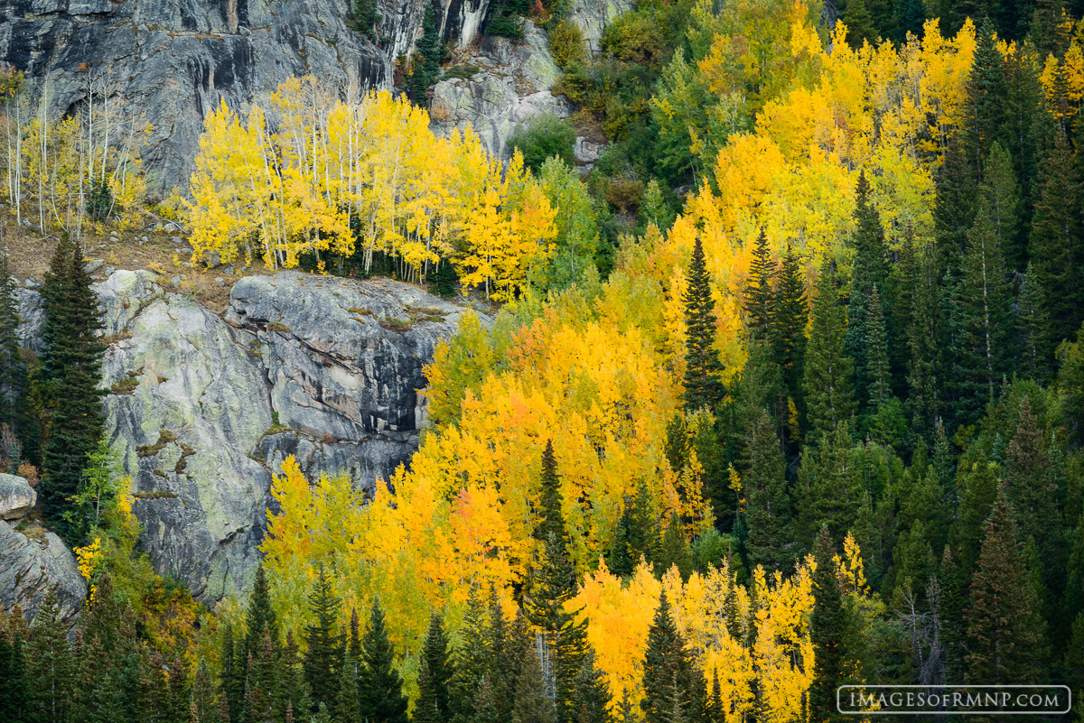 Brilliant aspen glow in the shape of the letter Z in mid-September in Rocky Mountain National Park.