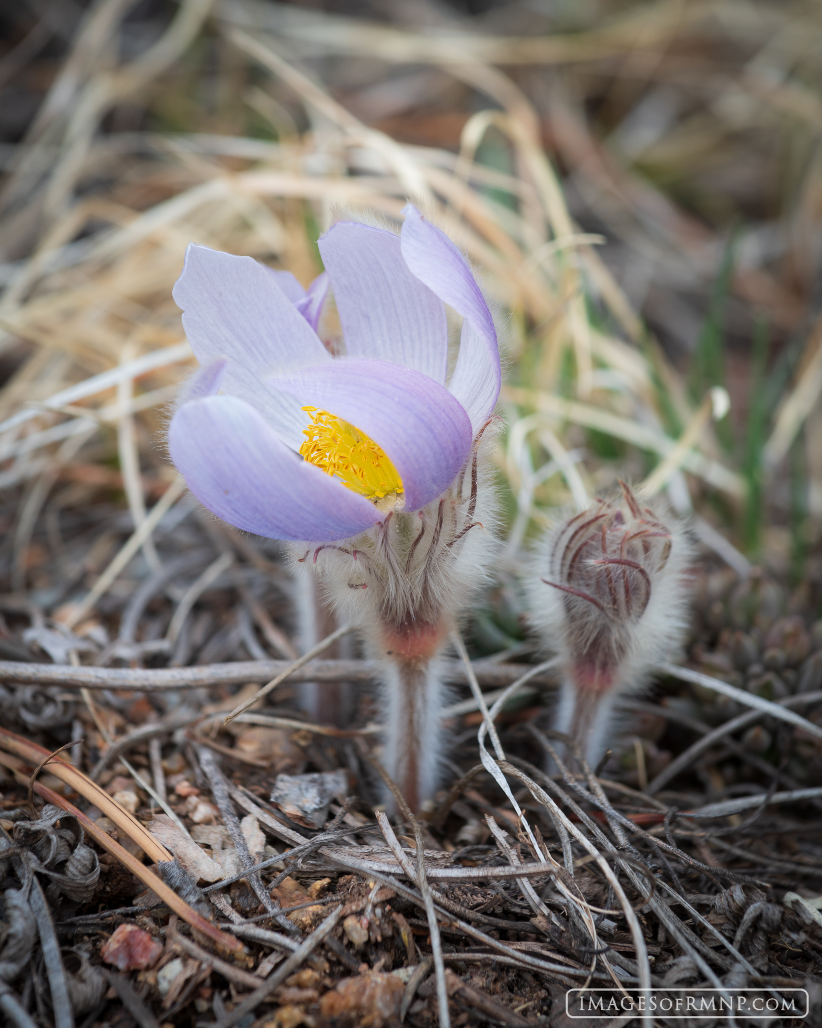 The delicate pasque flower arrives in early spring and is usually one of the very first flowers to reveal itself after the winter...